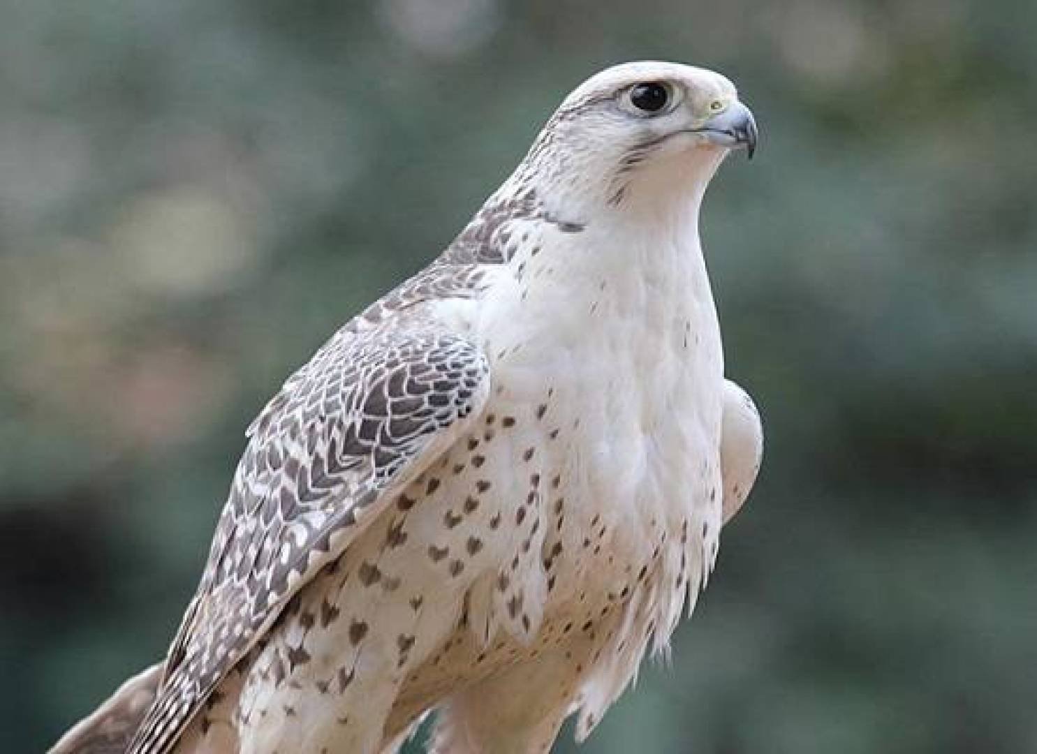 Хищные птицы серого цвета. Кре́чет Falco rusticolus. Камчатский Сокол Кречет. Кречет в тундре. Кречет - Falco rusticolus Linnaeus.