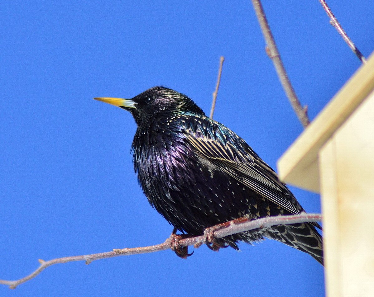 Обыкновенный обыкновенный скворец