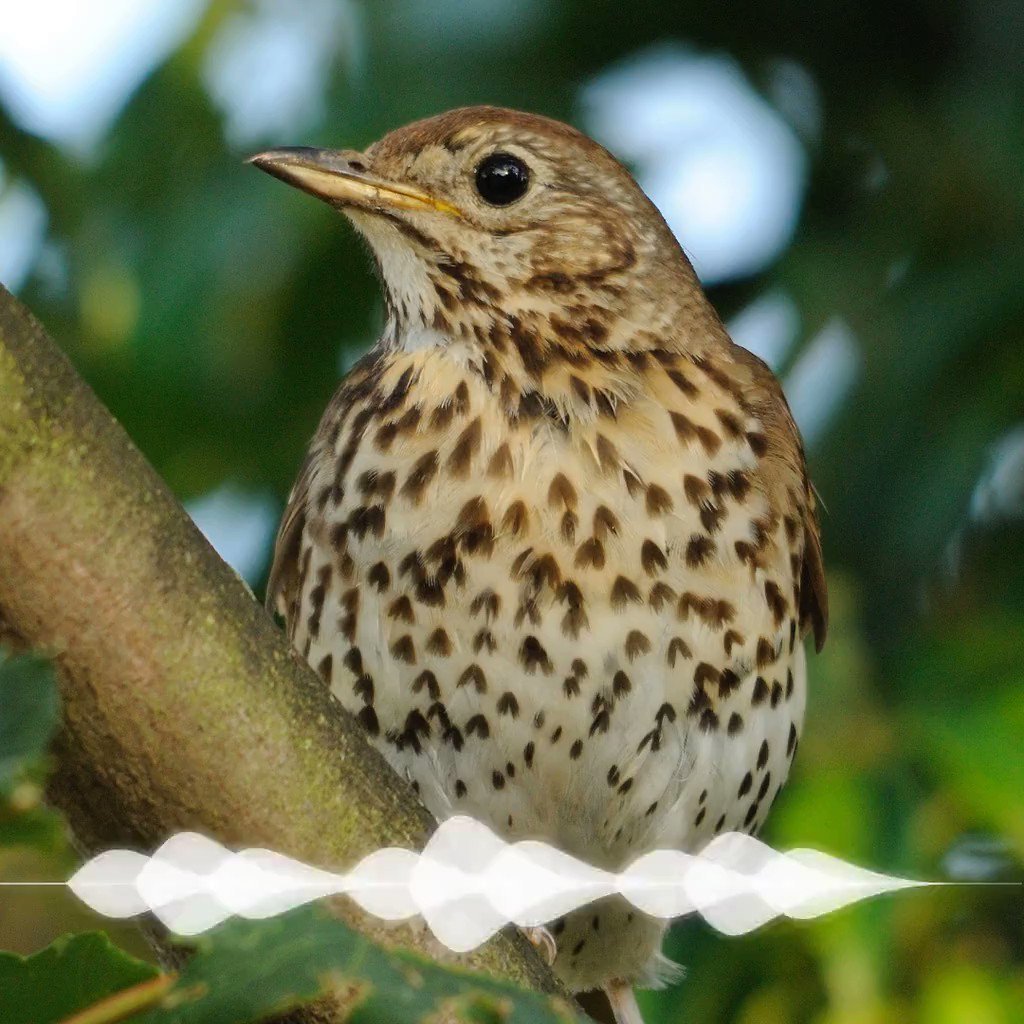 Певчий Дрозд деряба
