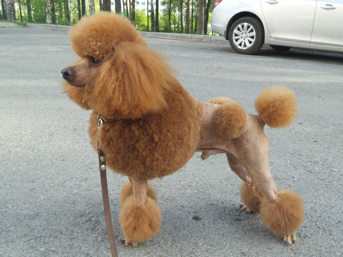 Карликовый пудель