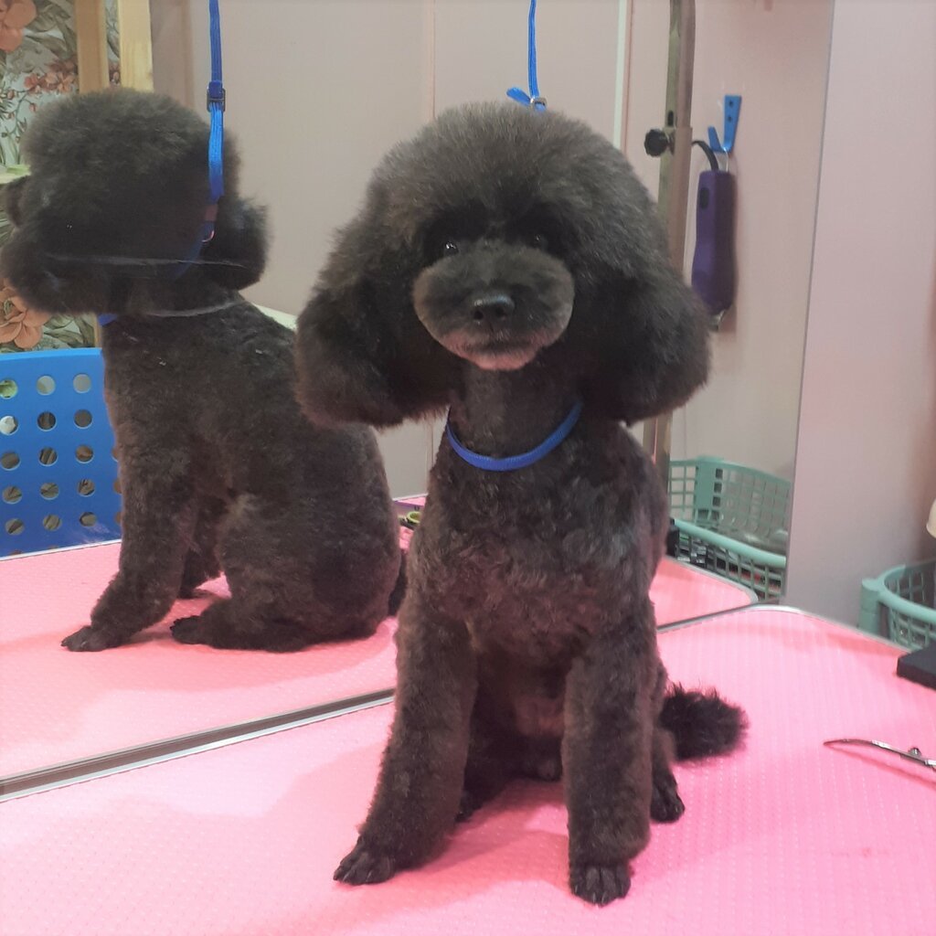 Короткая стрижка для карликового пуделя