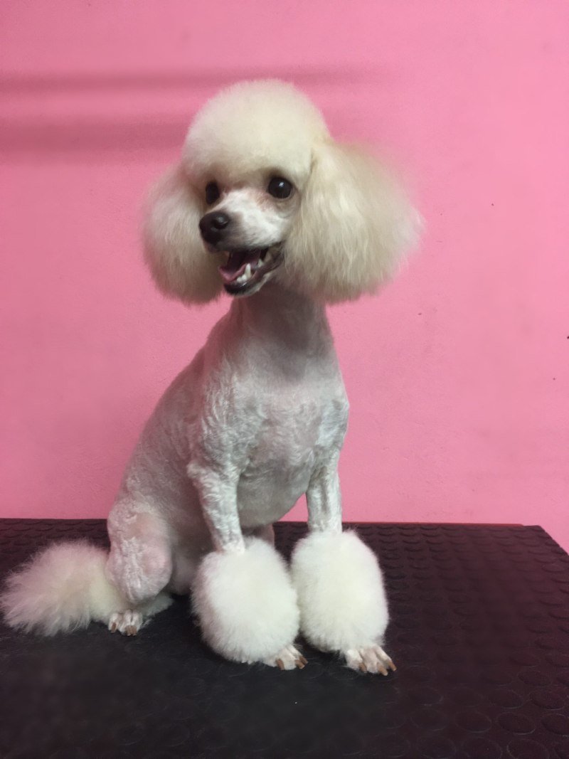 Пудель под машинку