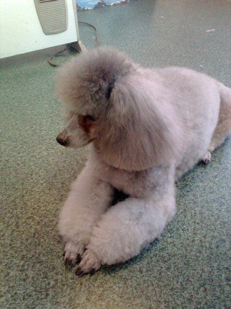 Пудель карликовый й груминг