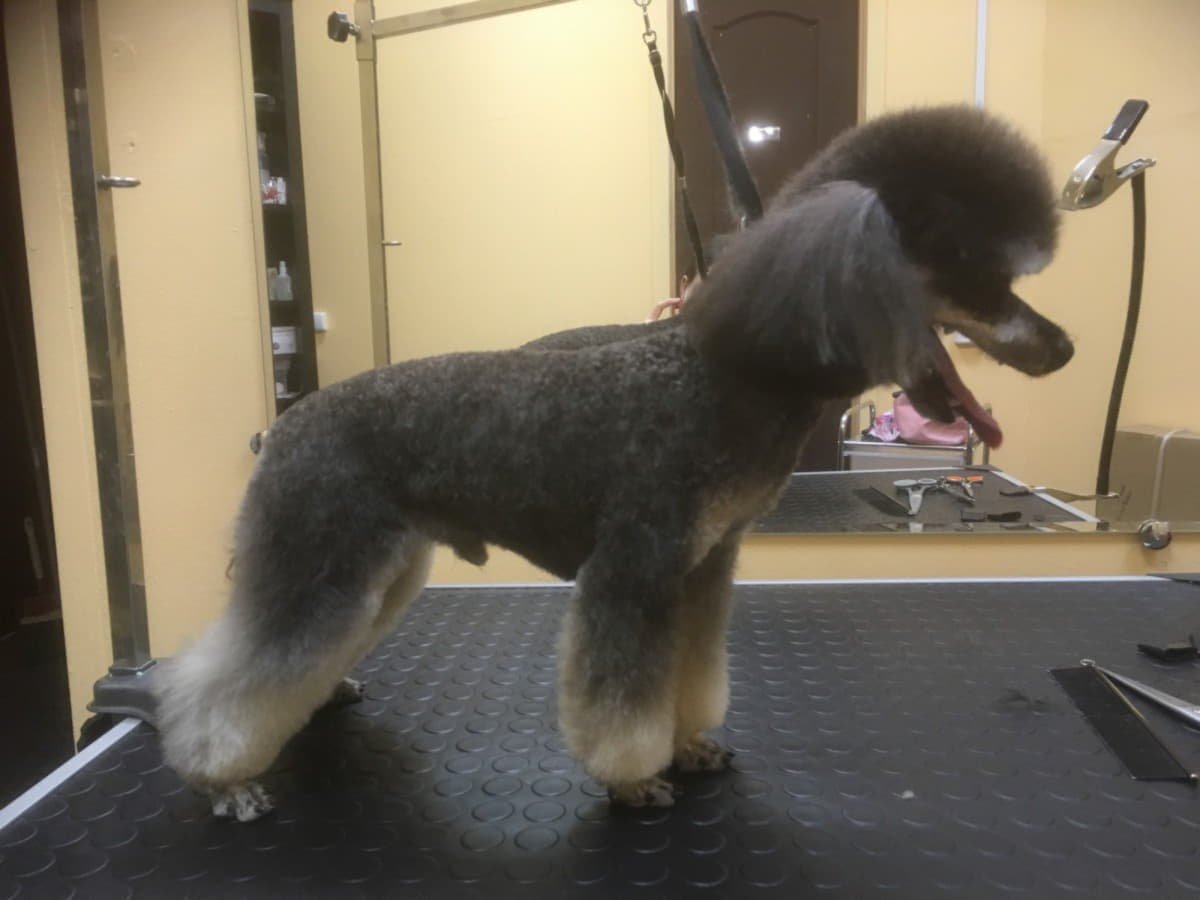 Стрижка пуделя под машинку