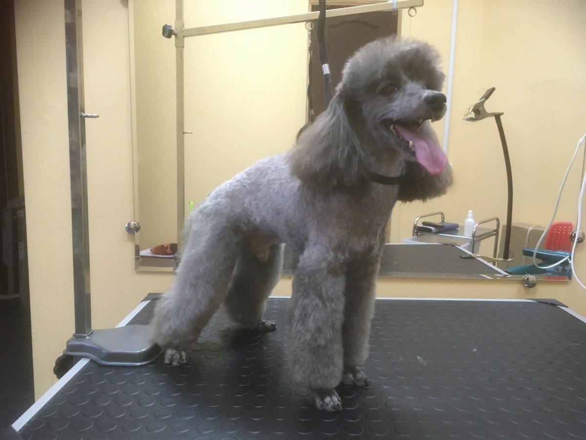 Карликовый пудель груминг