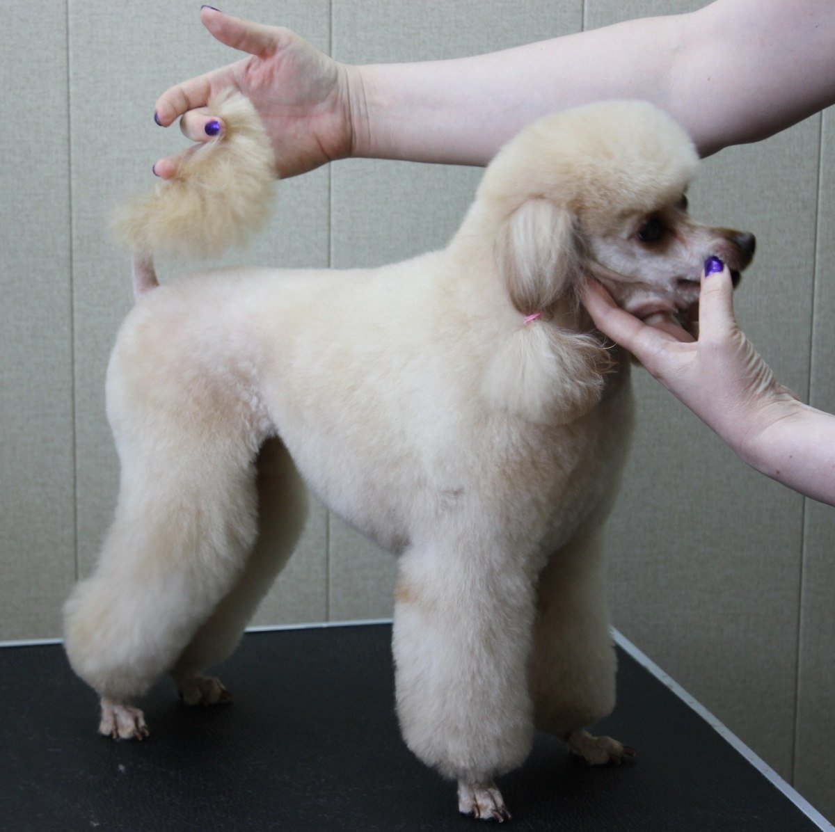 Карликовый пудель стрижка ушей