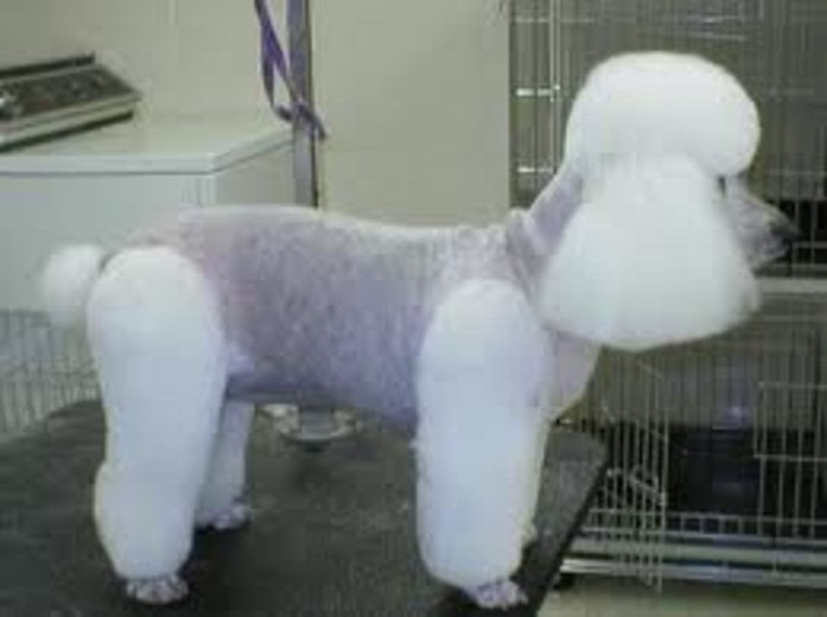 Стрижка пуделя ягненок