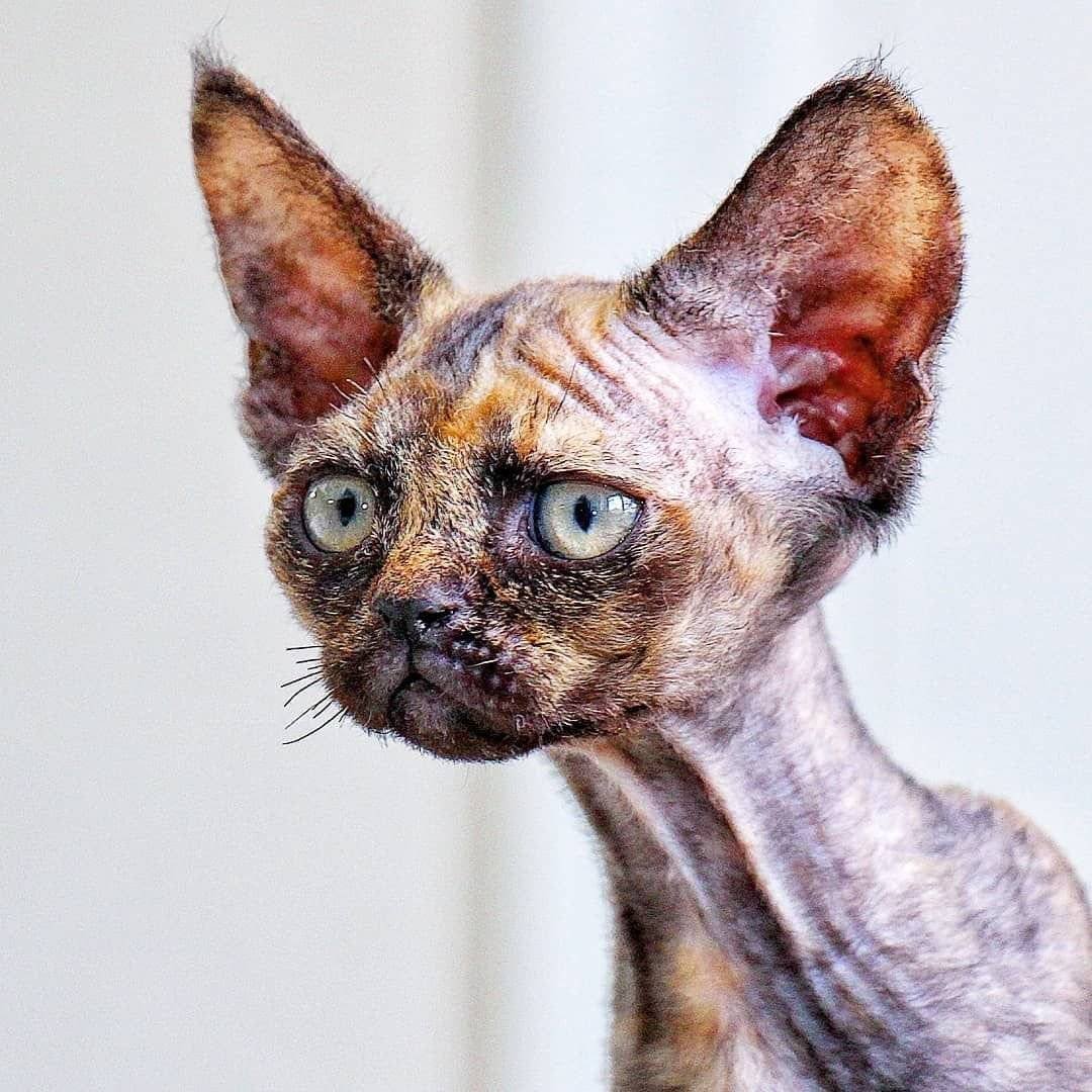 Девон рекс кот