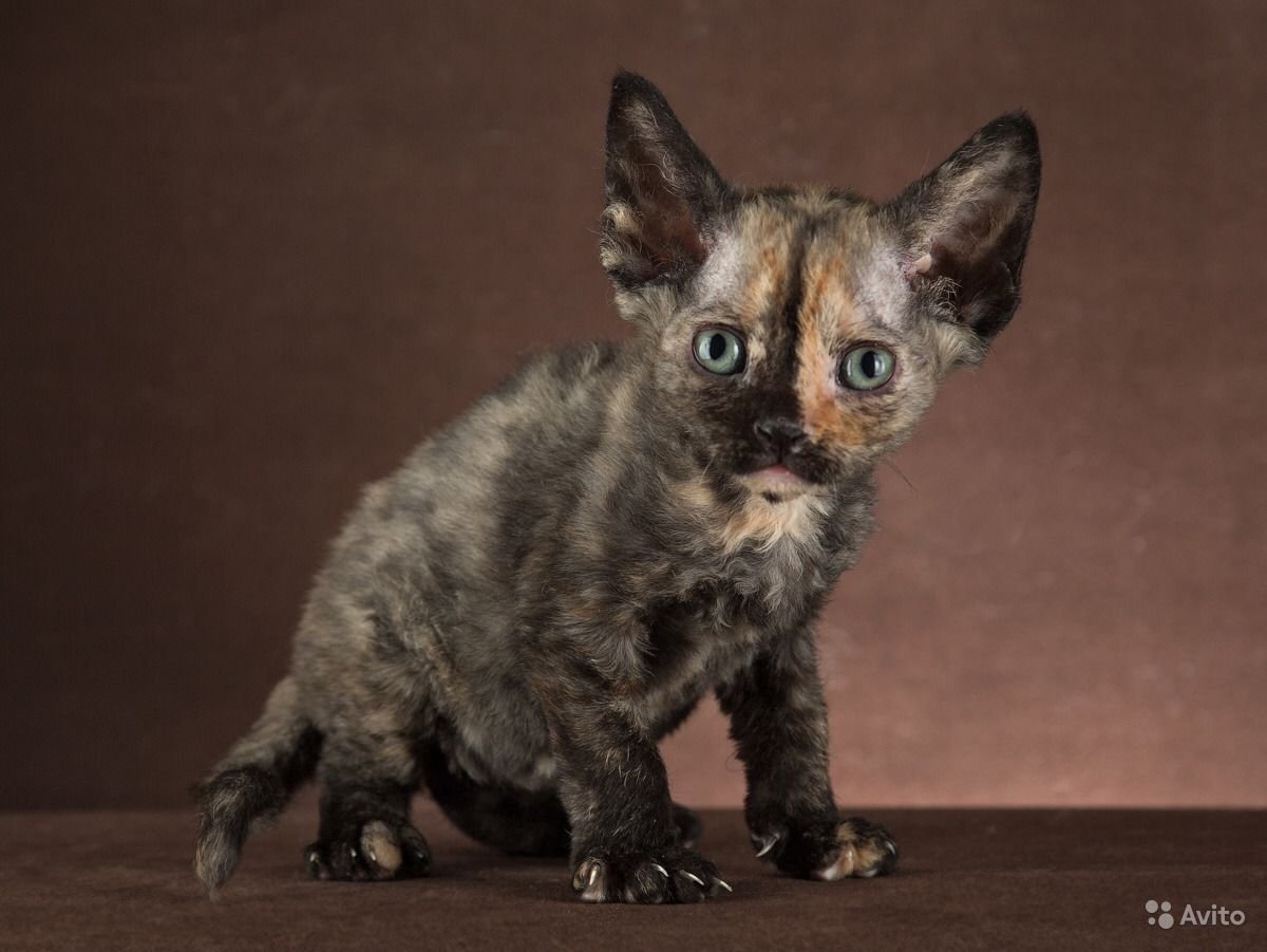 Девон рекс черепаховый окрас