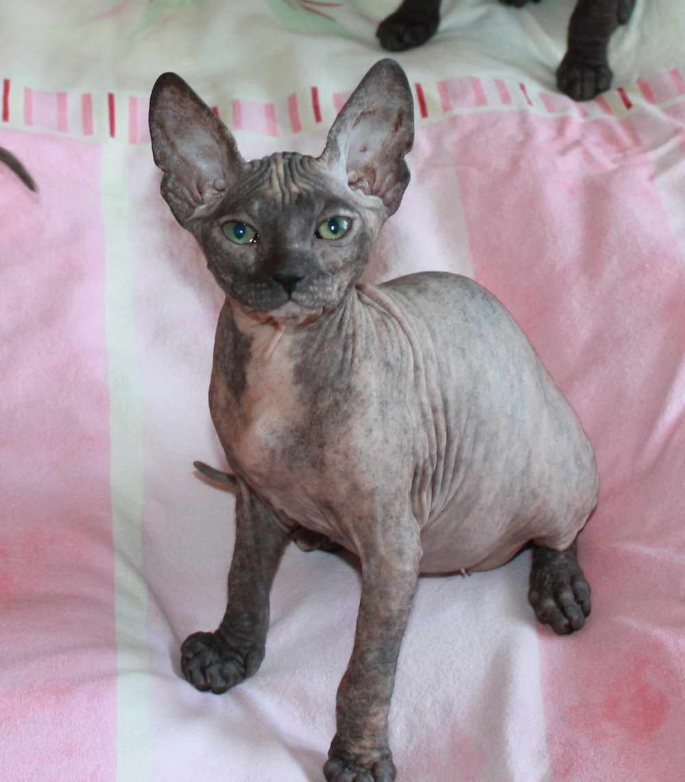 Донской сфинкс черепаховый