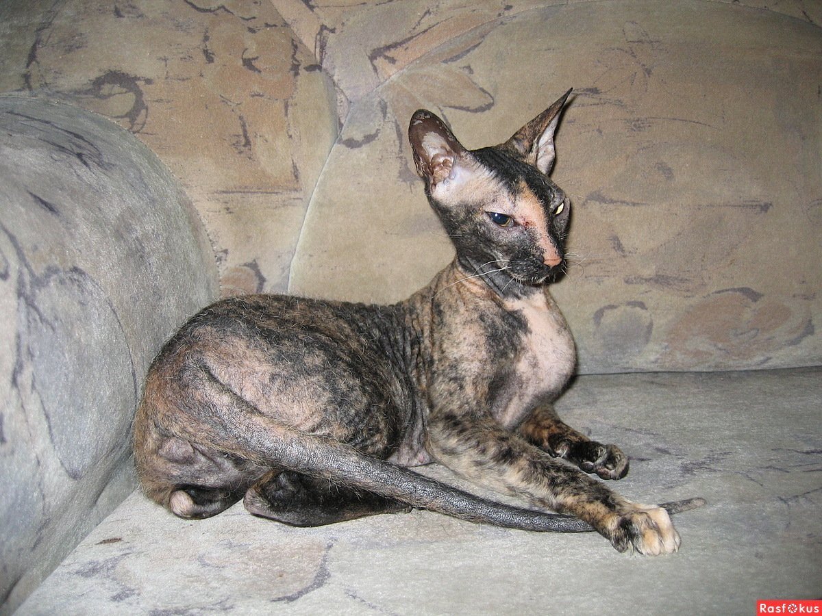 Донской сфинкс велюр черепаховый