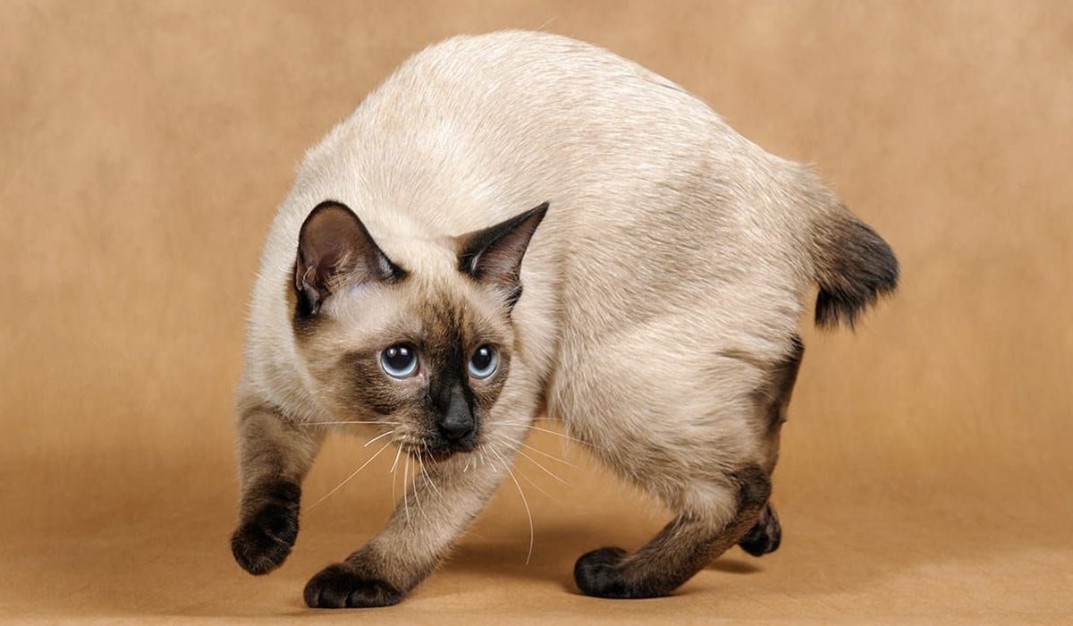 Меконгский бобтейл кошка