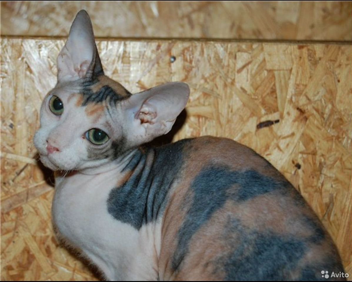 Браш черепаховый Донской сфинкс