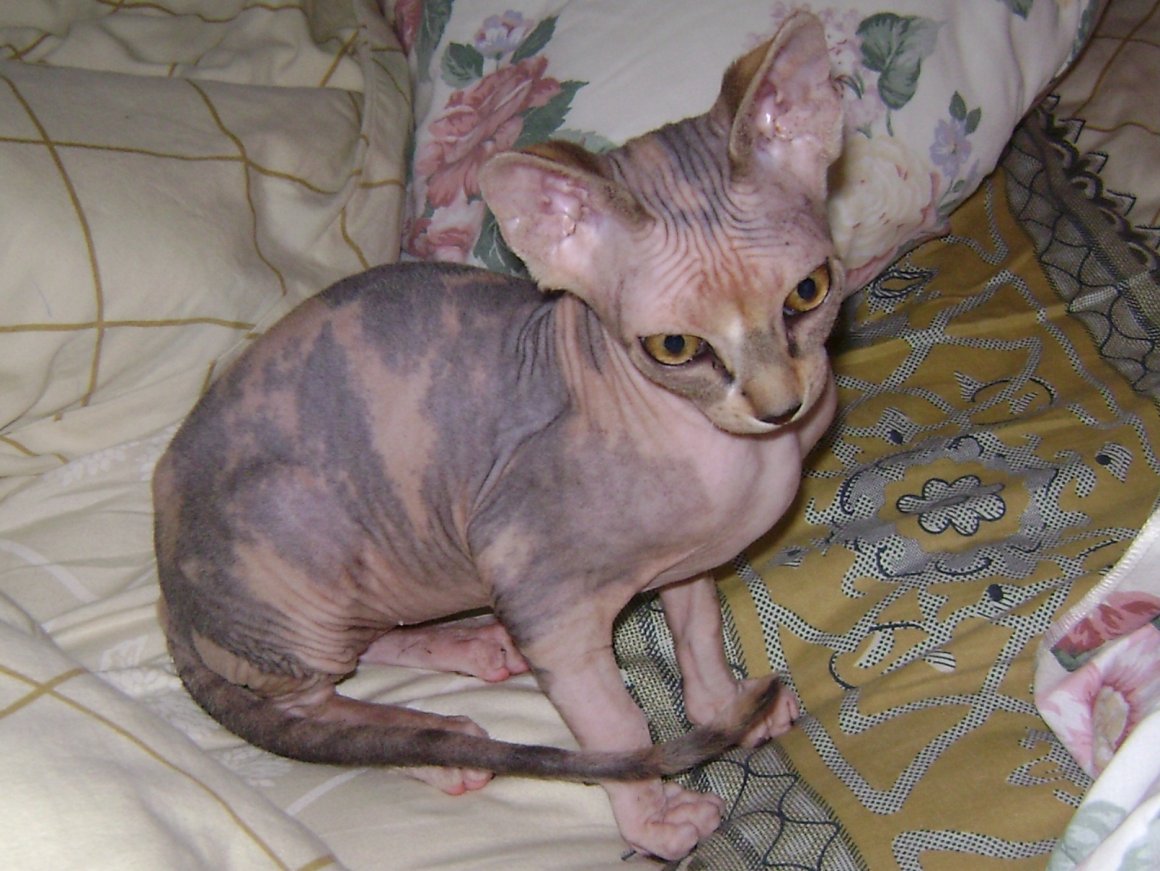 Канадский сфинкс цвет черепаховый