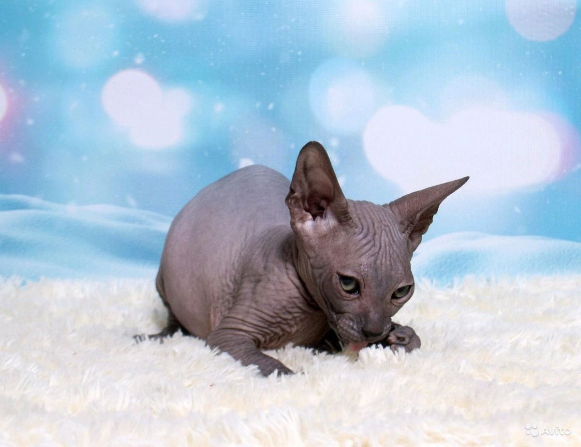 Донской сфинкс пепельный