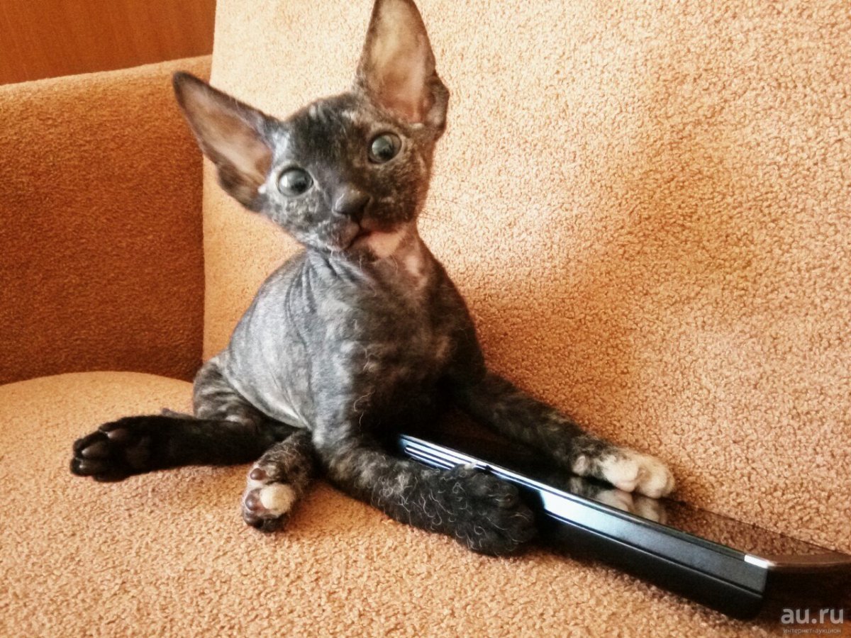 Сфинкс браш