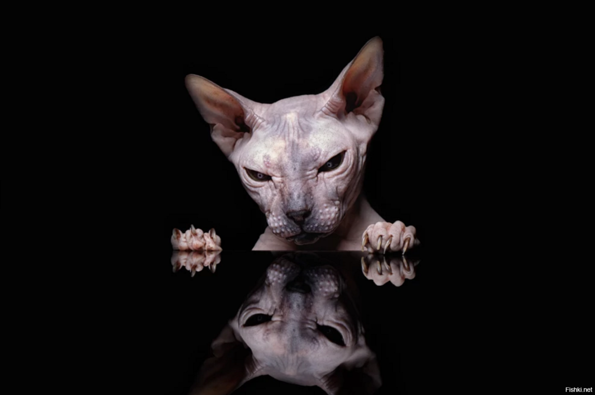 Коты сфинксы на черном фоне