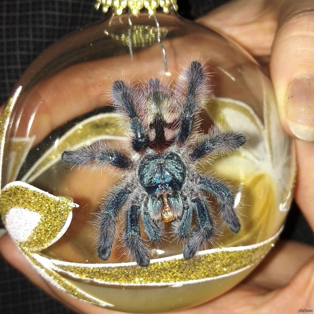 Паук птицеед игрушка