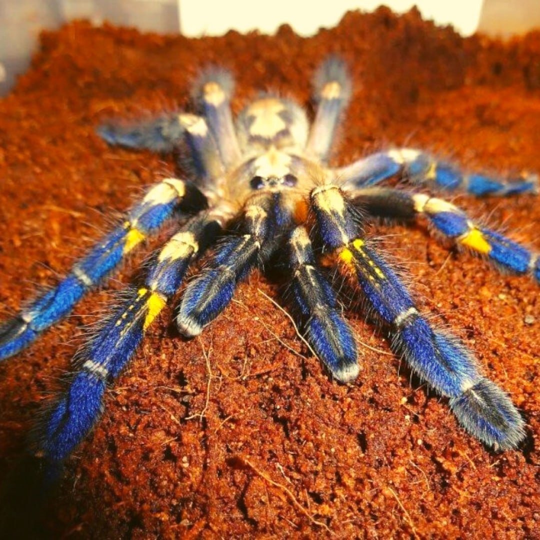 Паук птицеед Poecilotheria