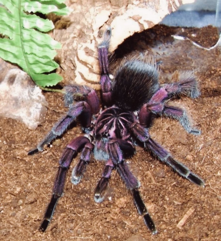 Паук Pamphobeteus platyomma