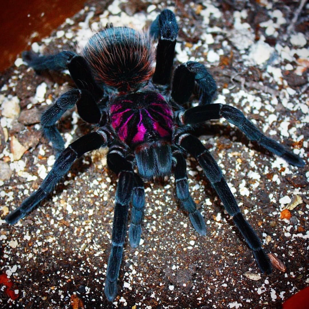 Тарантул Арахнид