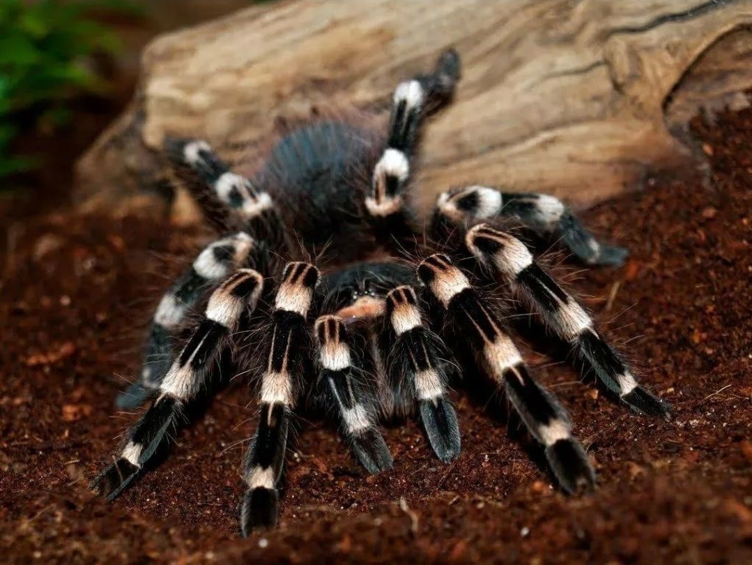 Паук Acanthoscurria geniculata