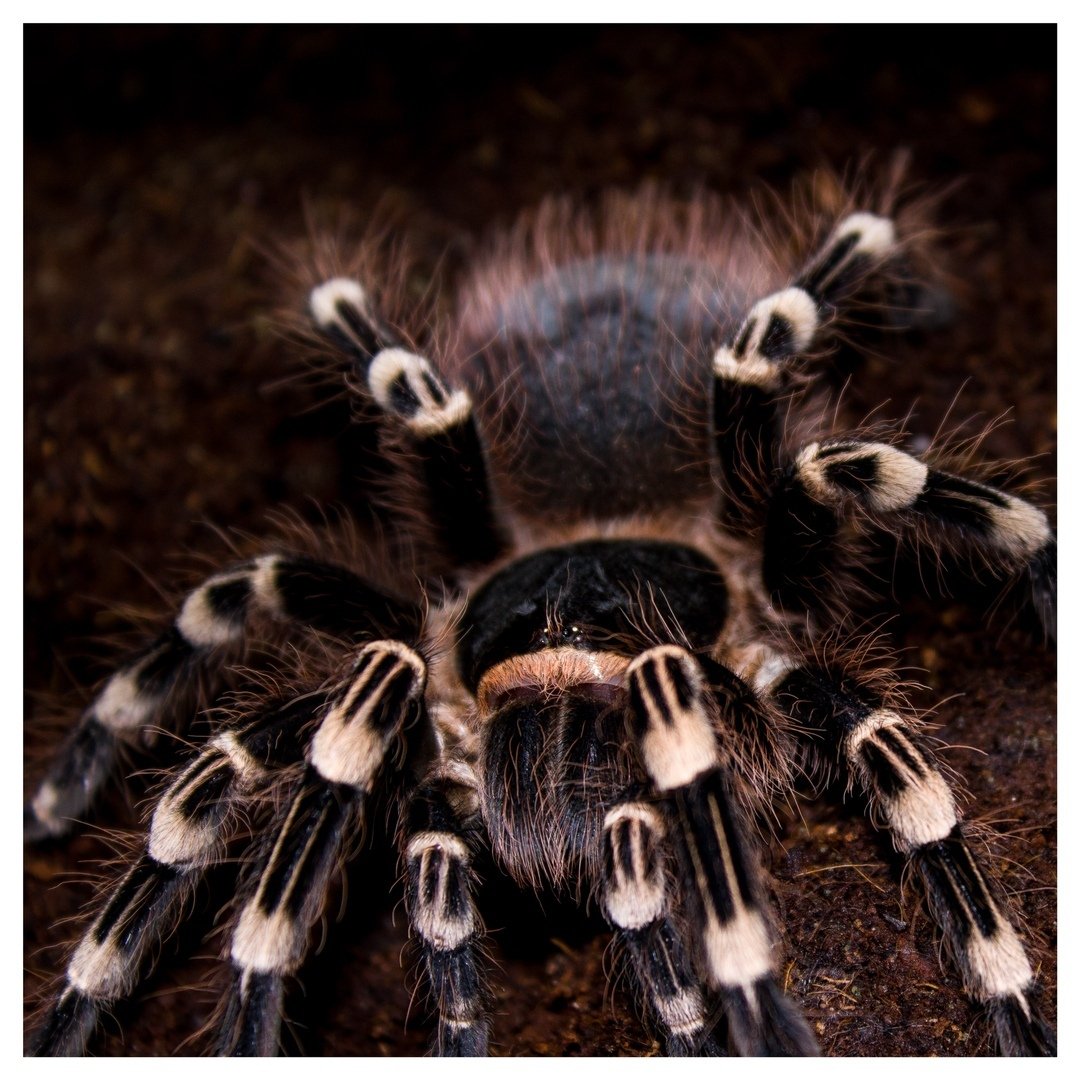 Гайанский древесный птицеед