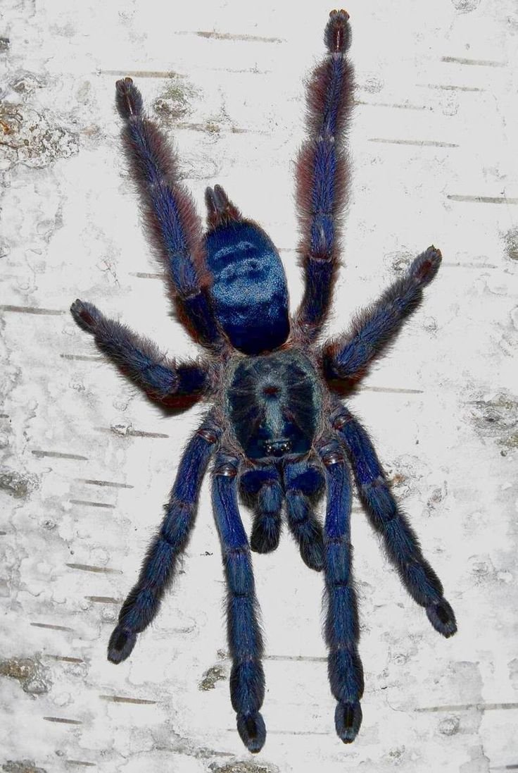 Тапиначениус виолацеус