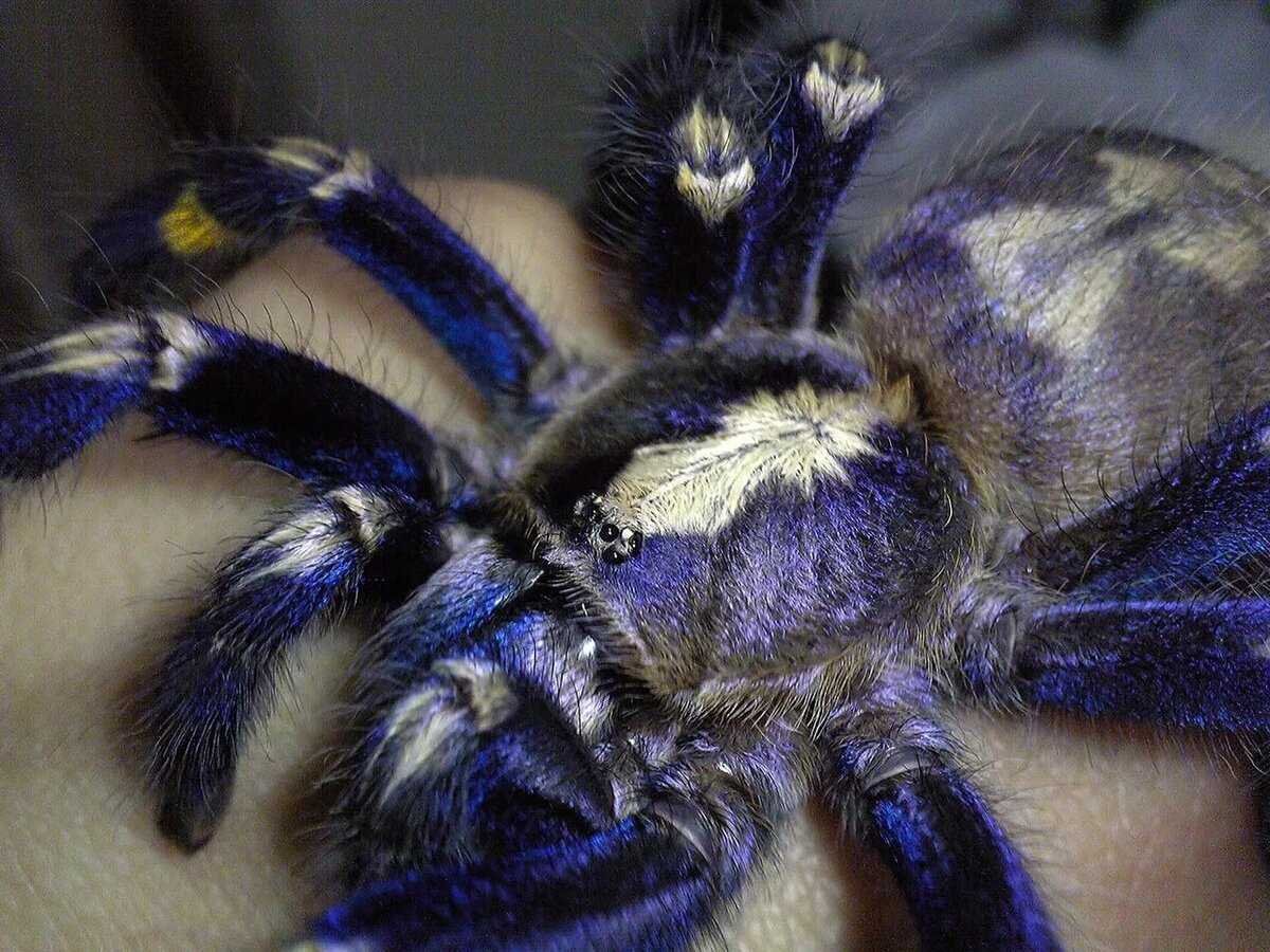 Паук птицеед Poecilotheria Metallica