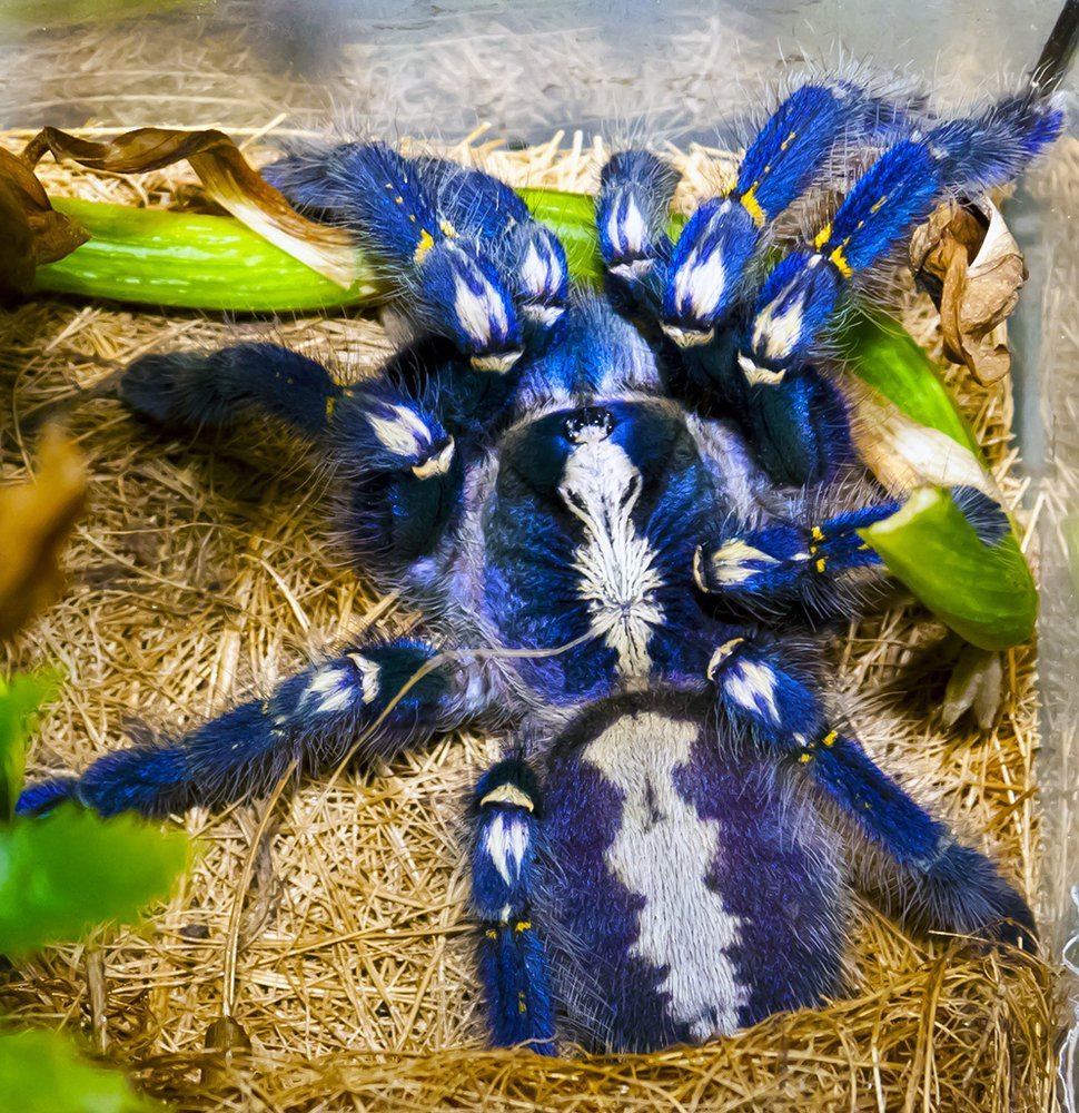 Паук птицеед Poecilotheria