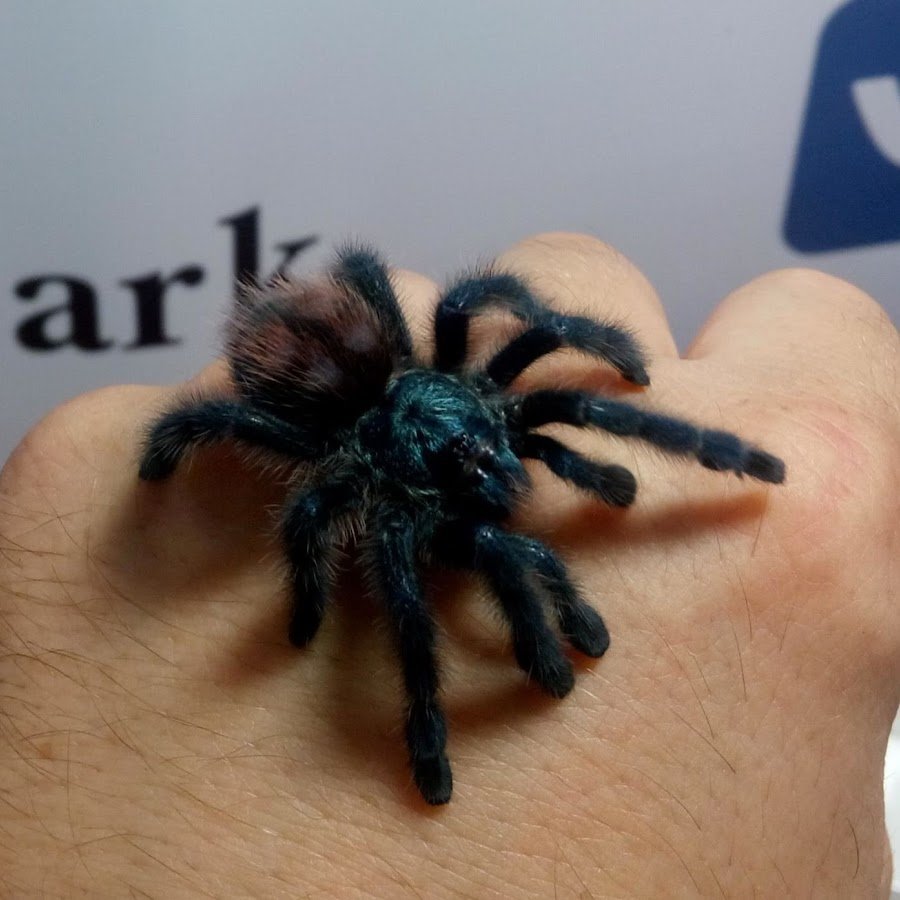 Паук птицеед маленький