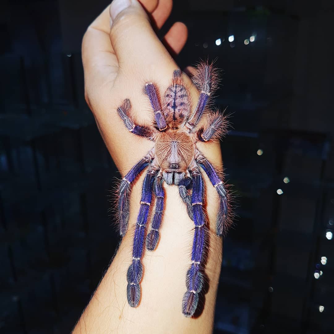 Typhochlaena seladonia