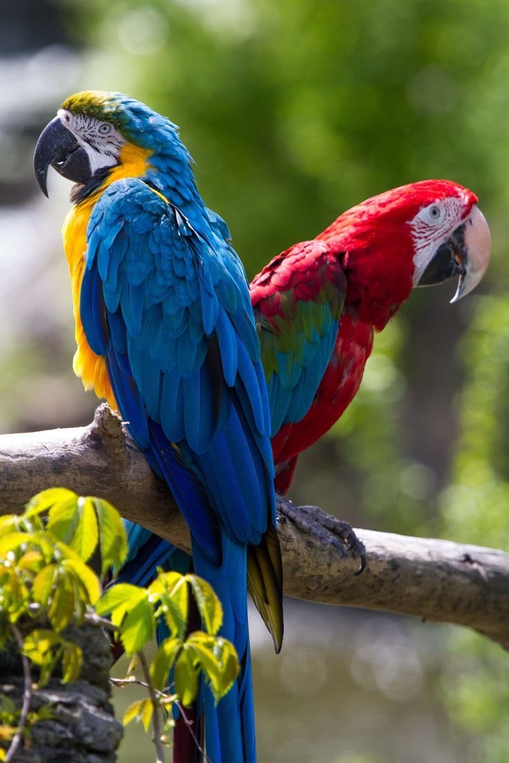 Попугай ара говорит. Попугай ара. Африканский попугай ара. Blue Macaw попугай. Blue-and-Gold Macaw Parrot,.