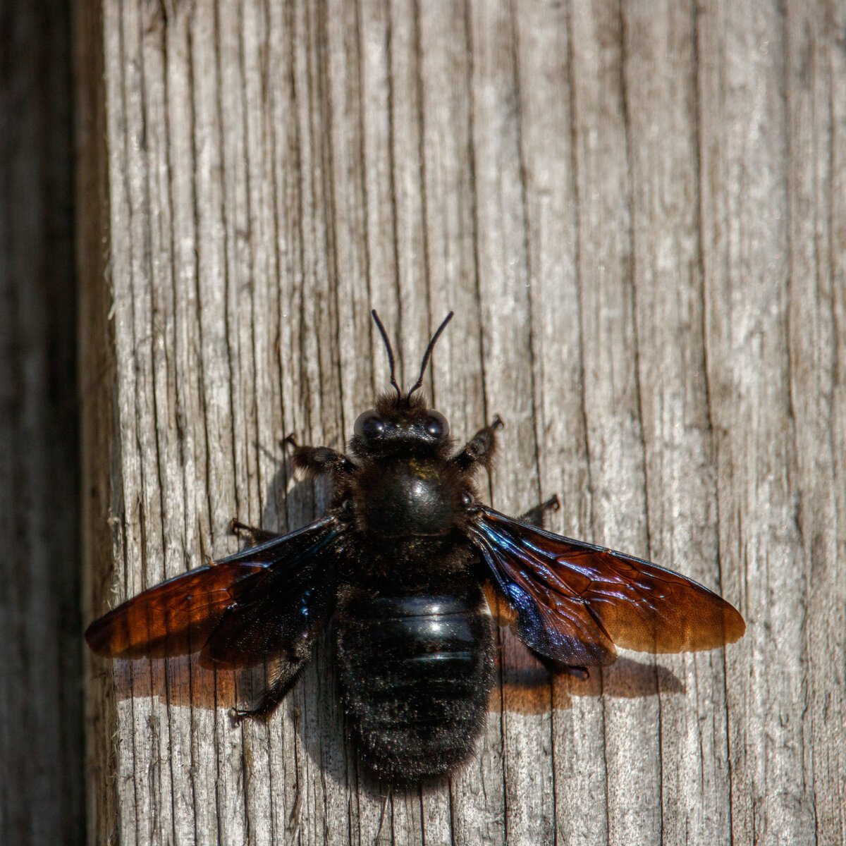 Пчела-плотник Xylocopa Valga