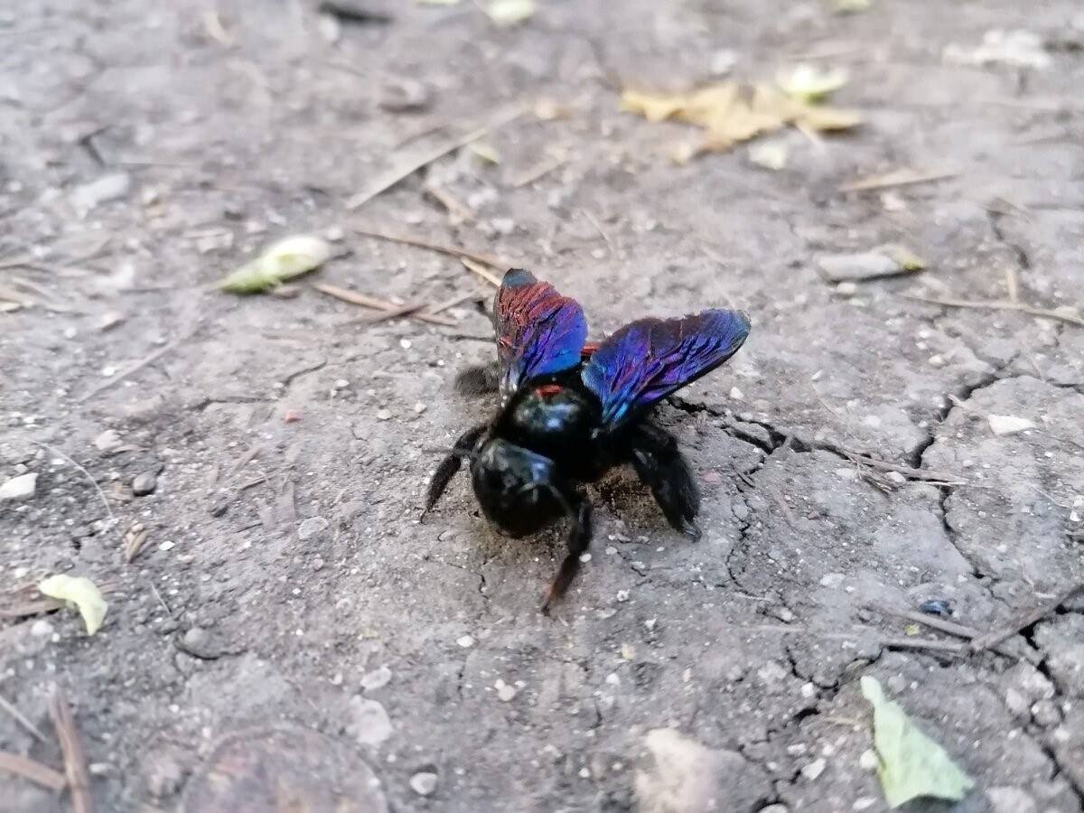 Пчела плотник укус