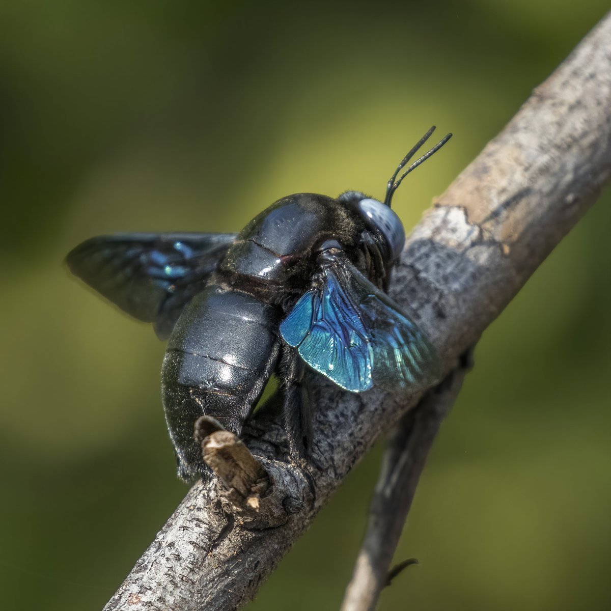Xylocopa caerulea - пчела