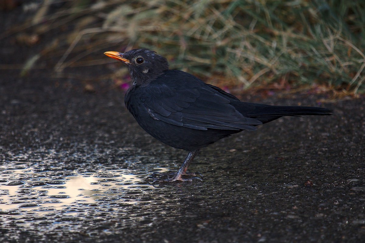 Чёрный скворец фото