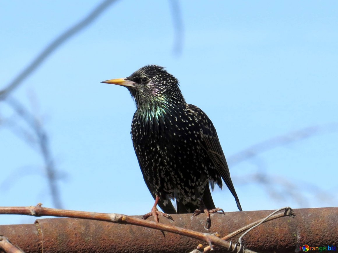Обыкновенный скворец черный