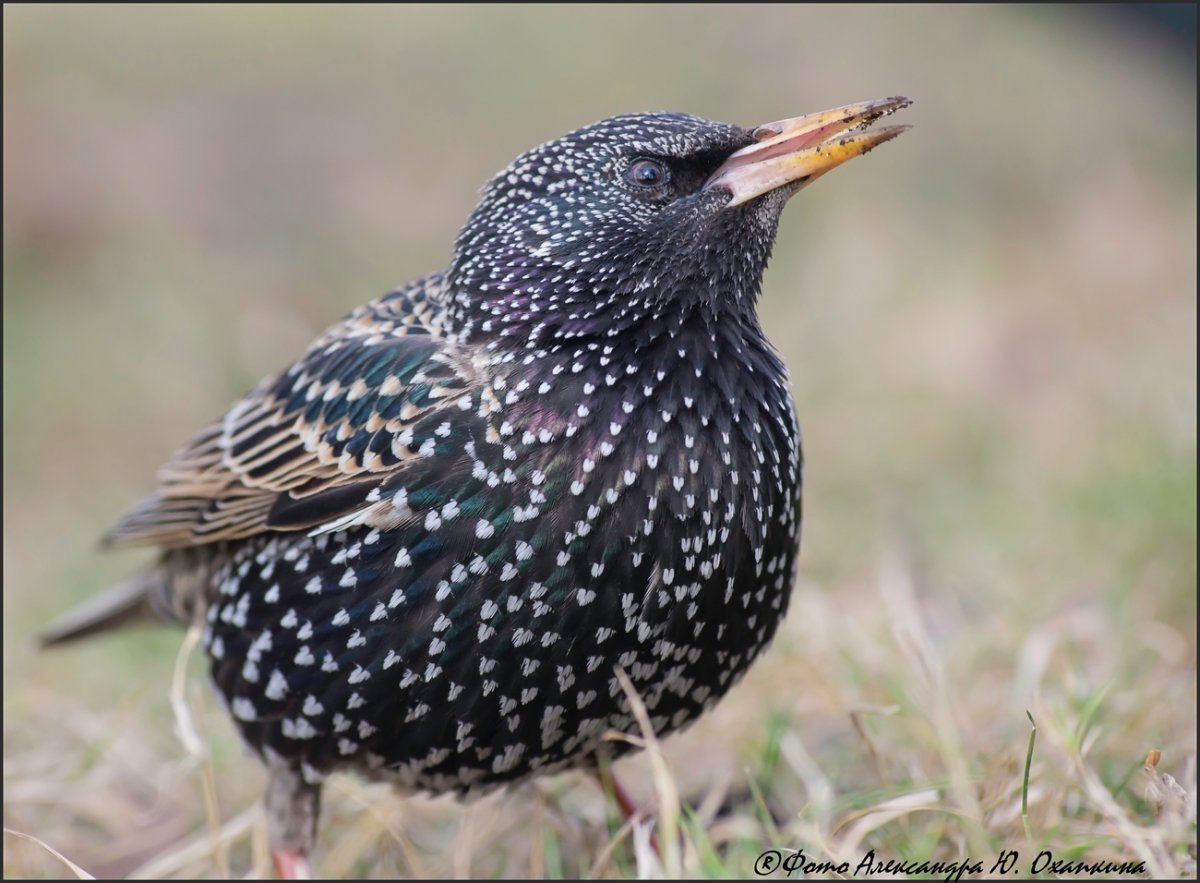 Шпак скворец