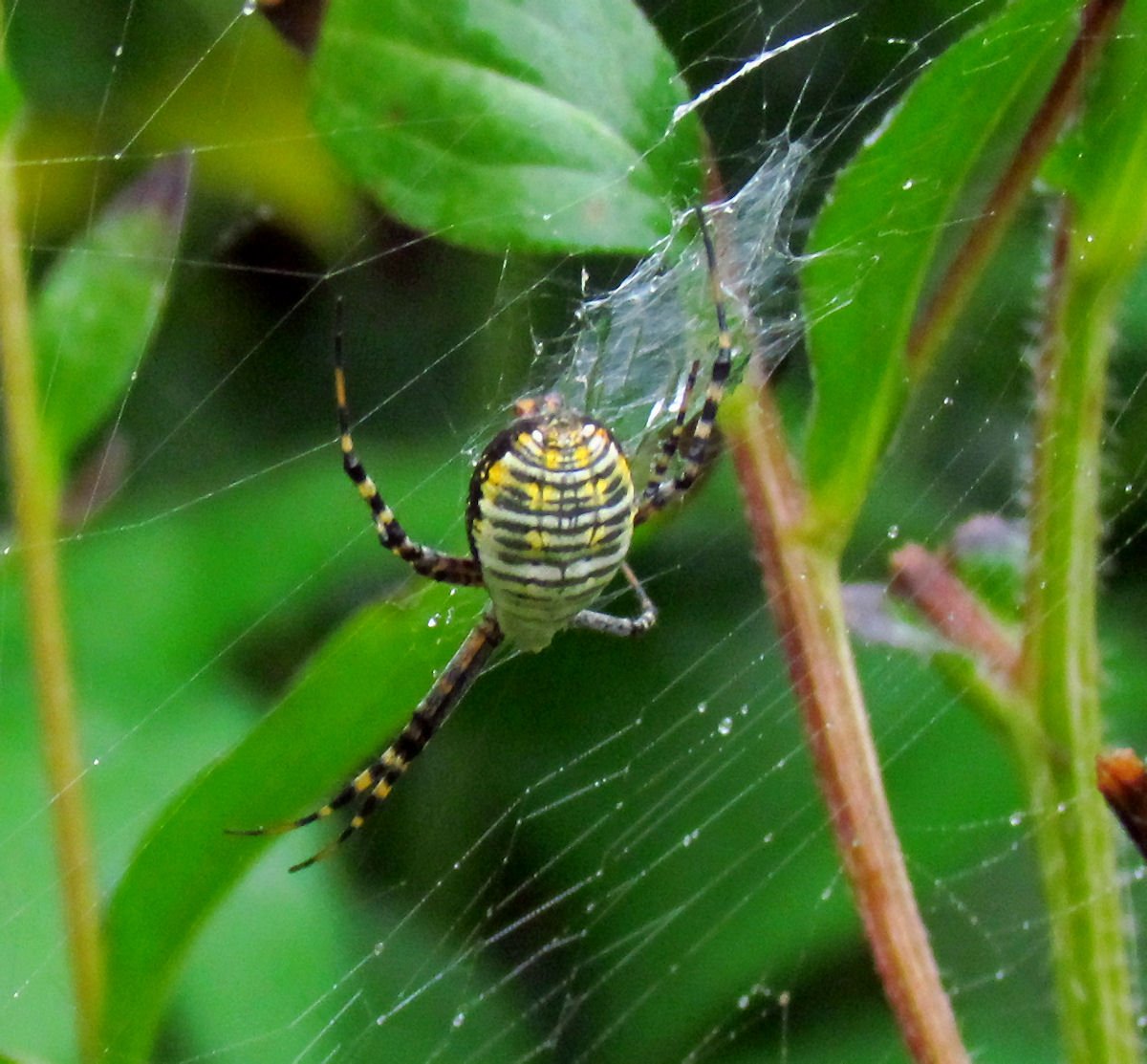 Argiope trifasciata (Banded Garden Spider) паук