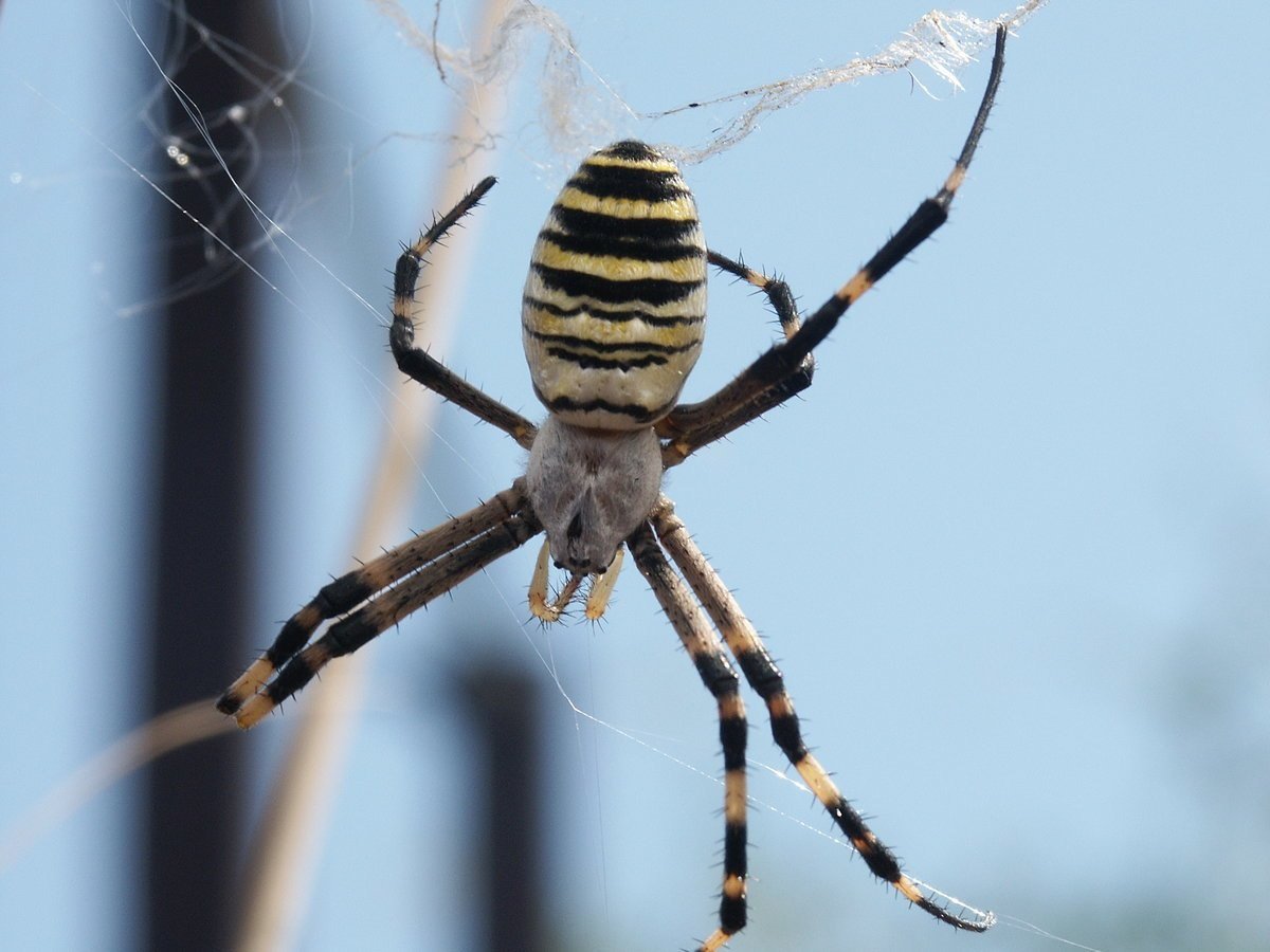 Паук полосатый желто-черный