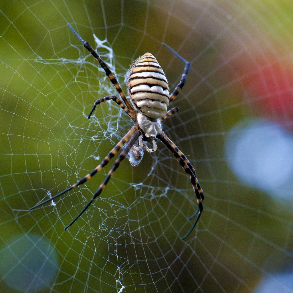 Araneidae паутина