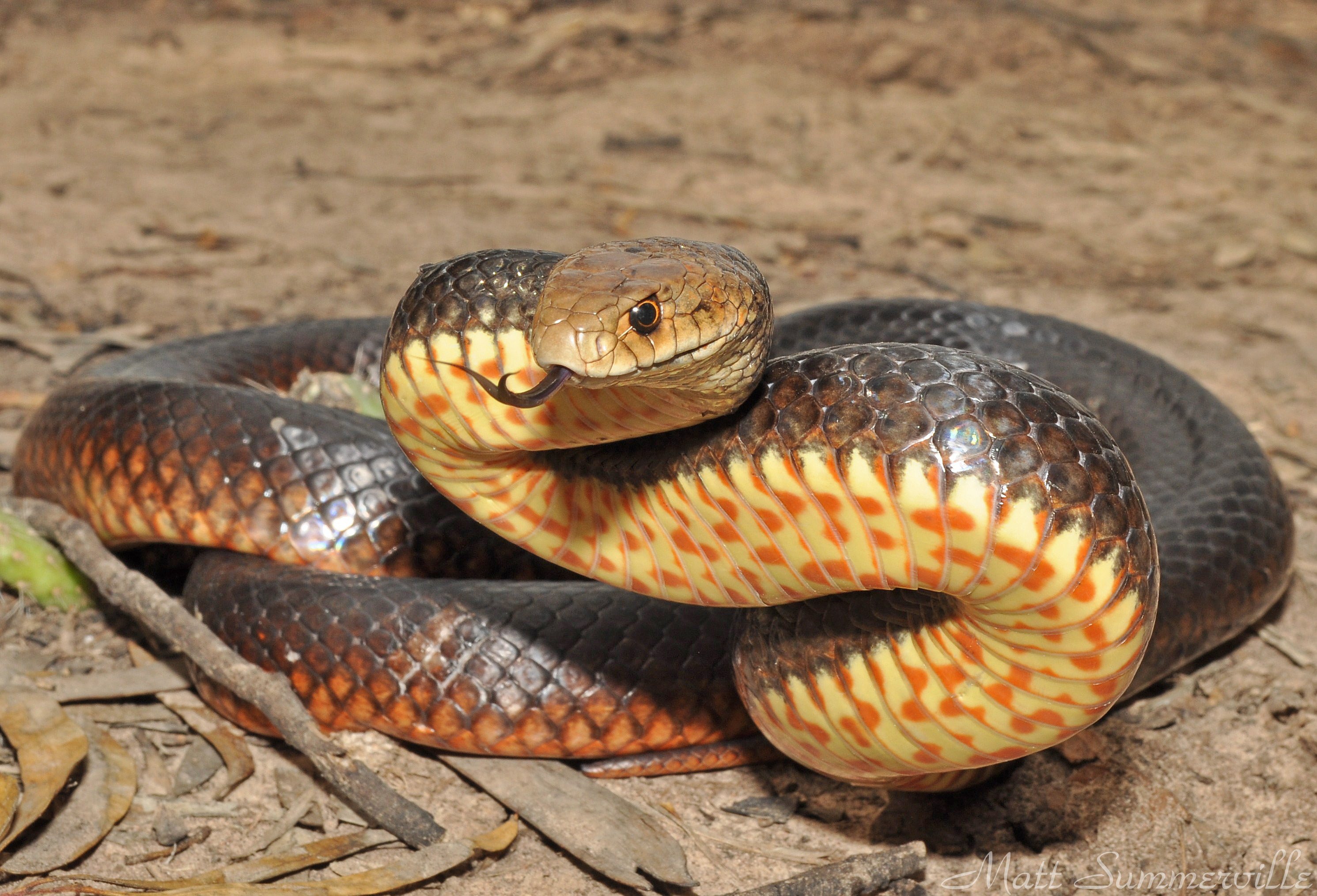 Тайпана 2. Тайпан австралийская тигровая змея. Мулга змея коричневый Король. Мулга змея. Змея Тайпан самая ядовитая змея в мире.