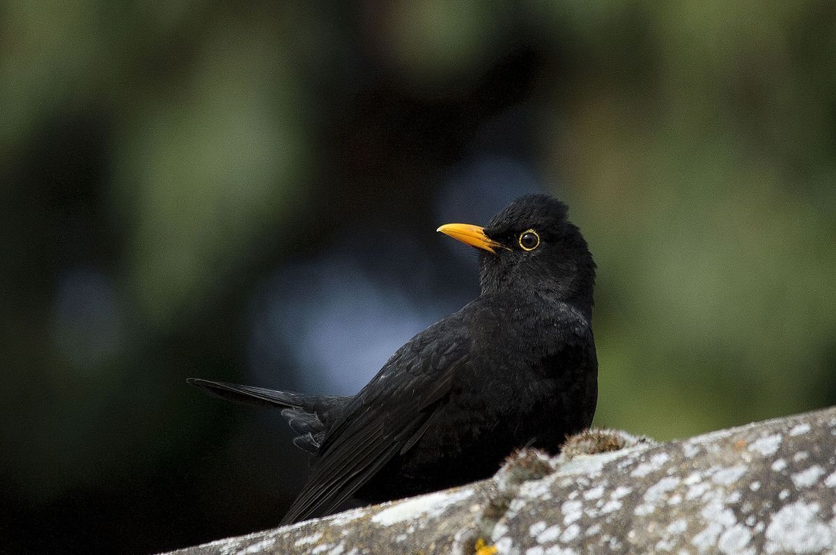 Черная птица