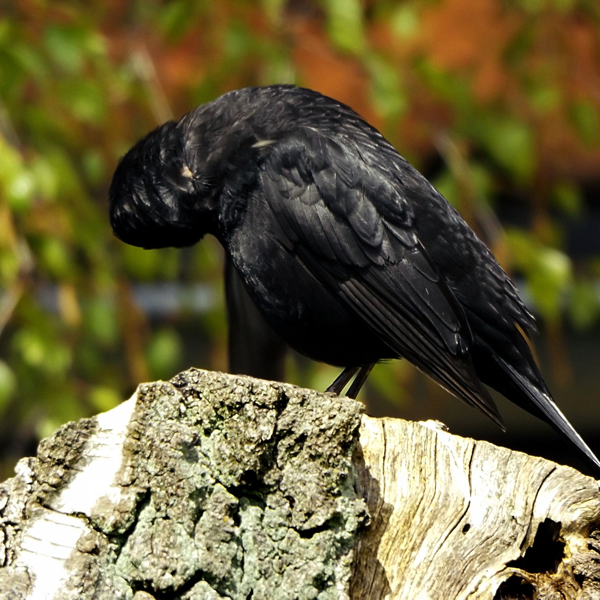 Черная птичка. Черная птичка с черным клювом. Черная птица с длинным черным клювом. Небольшая черная птичка с черным клювом.