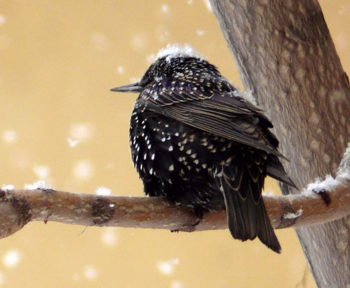 Дрозд чёрный в крапинку
