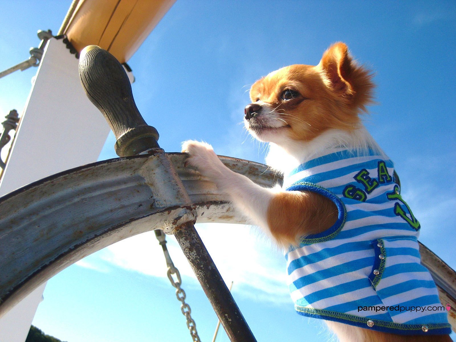 Чихуахуа Пуппи. Собака на корабле. Животные путешественники. Чихуахуа в тельняшке.