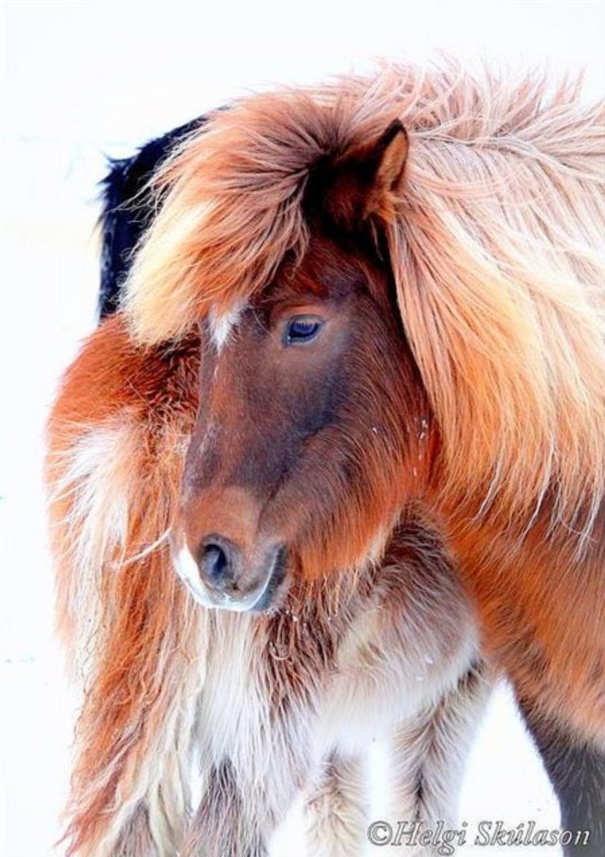 Пушистая лошадка