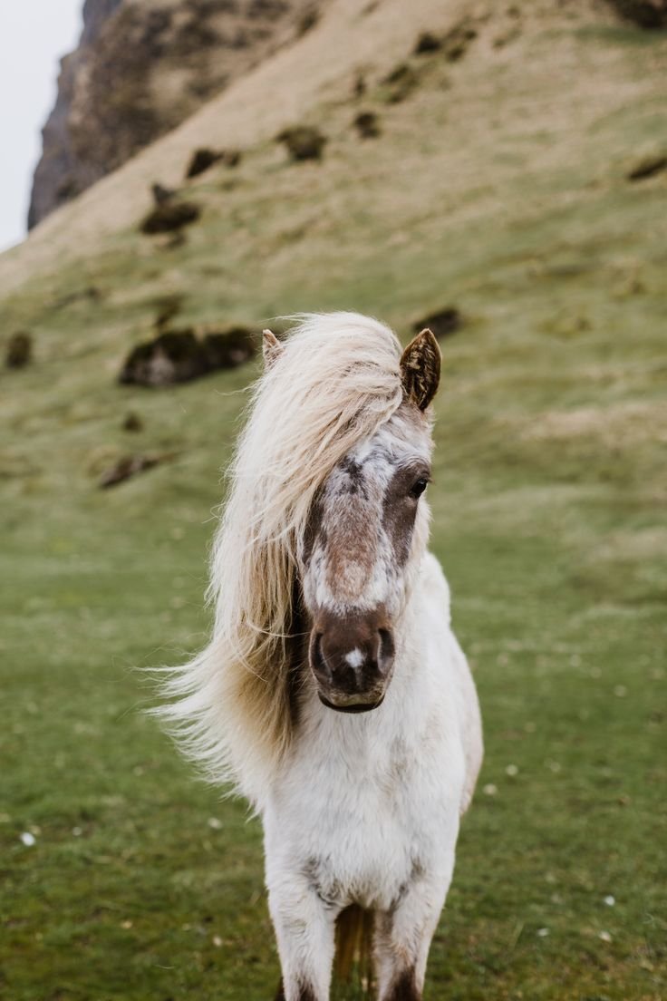 Исландия лошадки