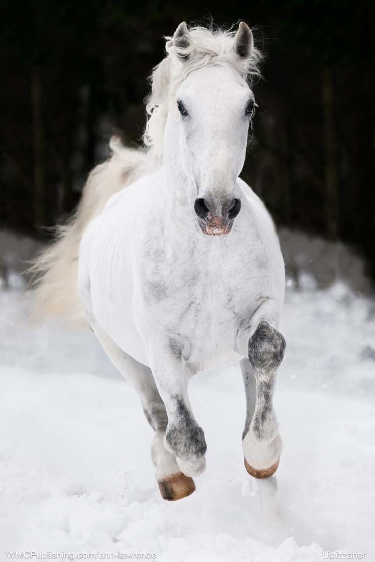 Конь на снегу белый на дыбах